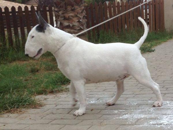 Ever Lord Bull Larry | Bull Terrier 