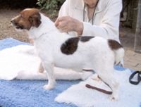 Pretorium Just Parsha | Jack Russell Terrier 