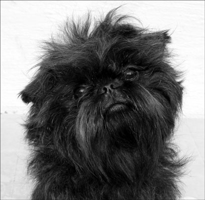 Ceterra´s Barnade Bill | Affenpinscher 