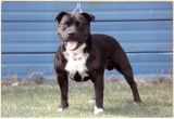 Alenaval Mighty Mac | Staffordshire Bull Terrier 