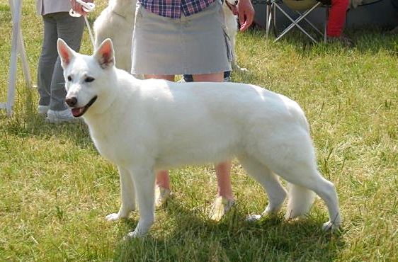 Rina '2005' | White Swiss Shepherd Dog 