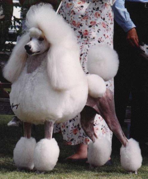 Whitefarm Shine On Sharbelle | Poodle 