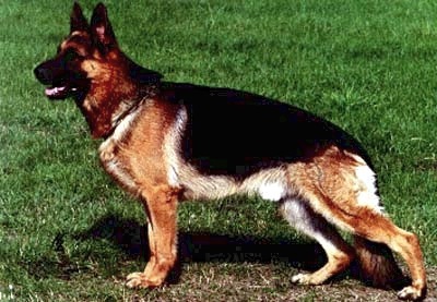 Lork vom Haus Beck | German Shepherd Dog 