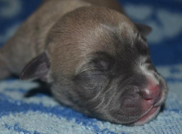 Ulf Mainstream Feniks Ra | American Staffordshire Terrier 