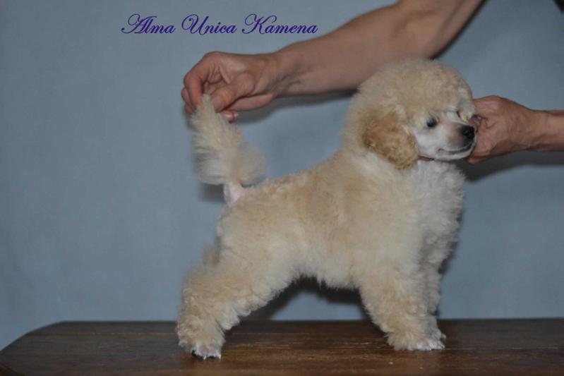 Alma Unica Kamena | Poodle 