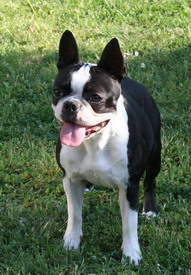 Molly Idol Park | Boston Terrier 