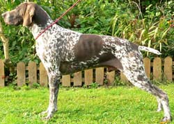 S'Emir de la Haille au Loup | German Shorthaired Pointer 