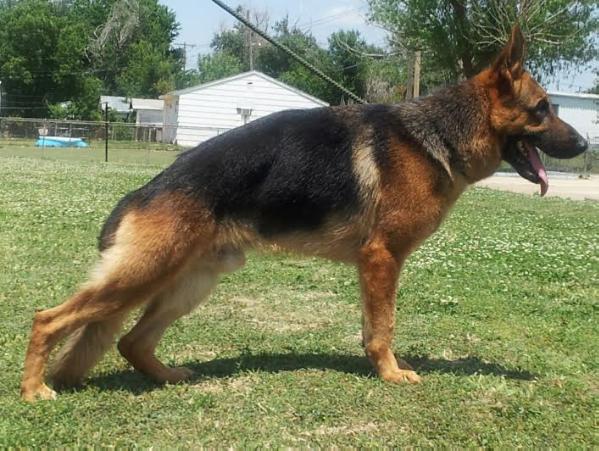 Lasso vom hesperia-land | German Shepherd Dog 