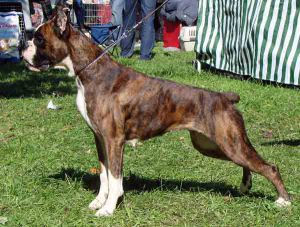 Aivengo Ezhka | Boxer 