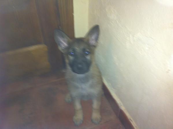 Atenisa De Abranast | German Shepherd Dog 