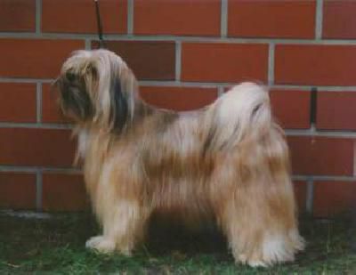 WOODRUFF'S AURORA | Tibetan Terrier 