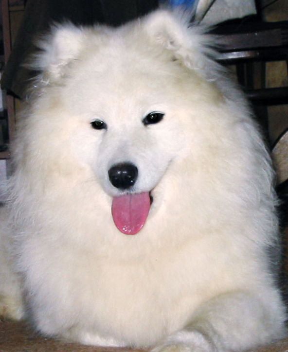 Belyi Volk Ulyana | Samoyed 