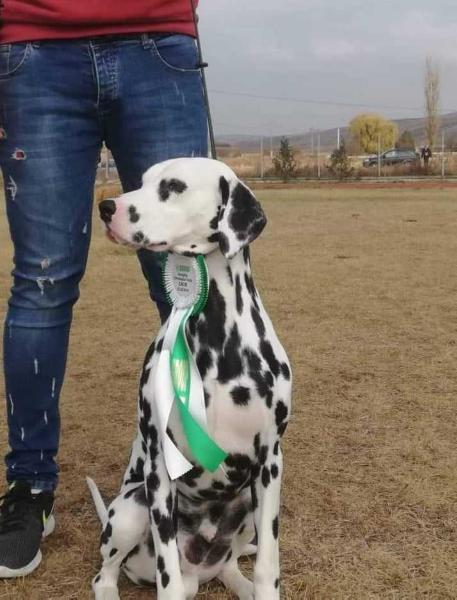 Bali Baloo Trompino | Dalmatian 