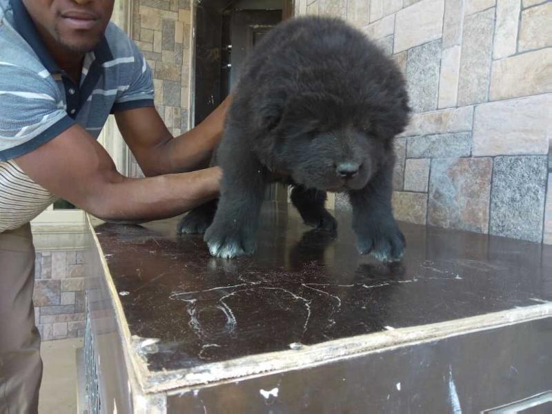 Attoro de Bsquaredkennel | Caucasian Mountain Dog 