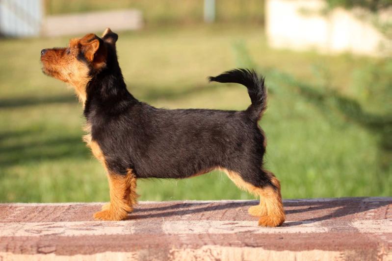 Tracy iz Zvezdnogo Grafstva | Australian Terrier 