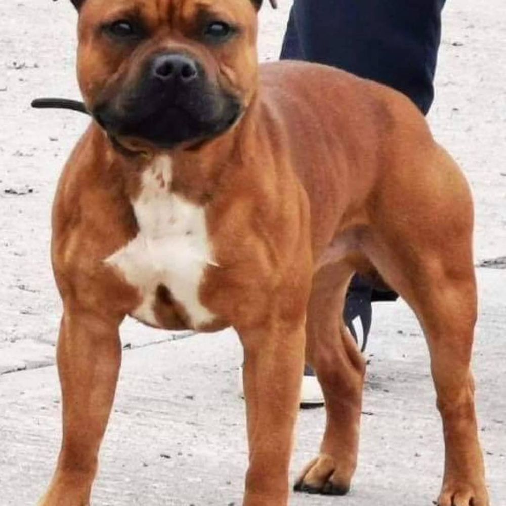 Mumiah bad manners | Staffordshire Bull Terrier 