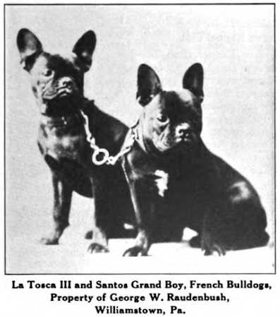 La Tosca III 205411 | French Bulldog 