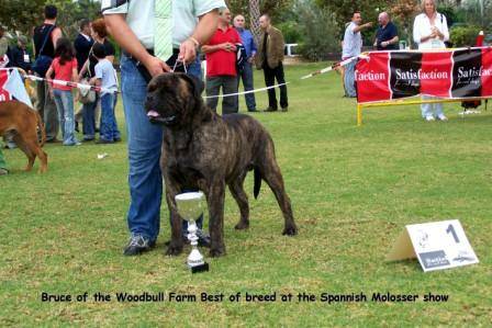 BRUCE OFF THE WOODBULL FARM | Bullmastiff 