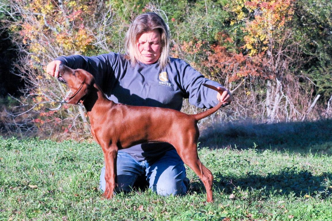 3Colors Maybe She's Born With It | Redbone Coonhound 