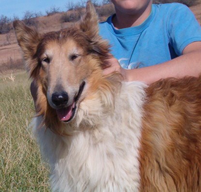 Cook's Prince Boaz | Rough Collie 