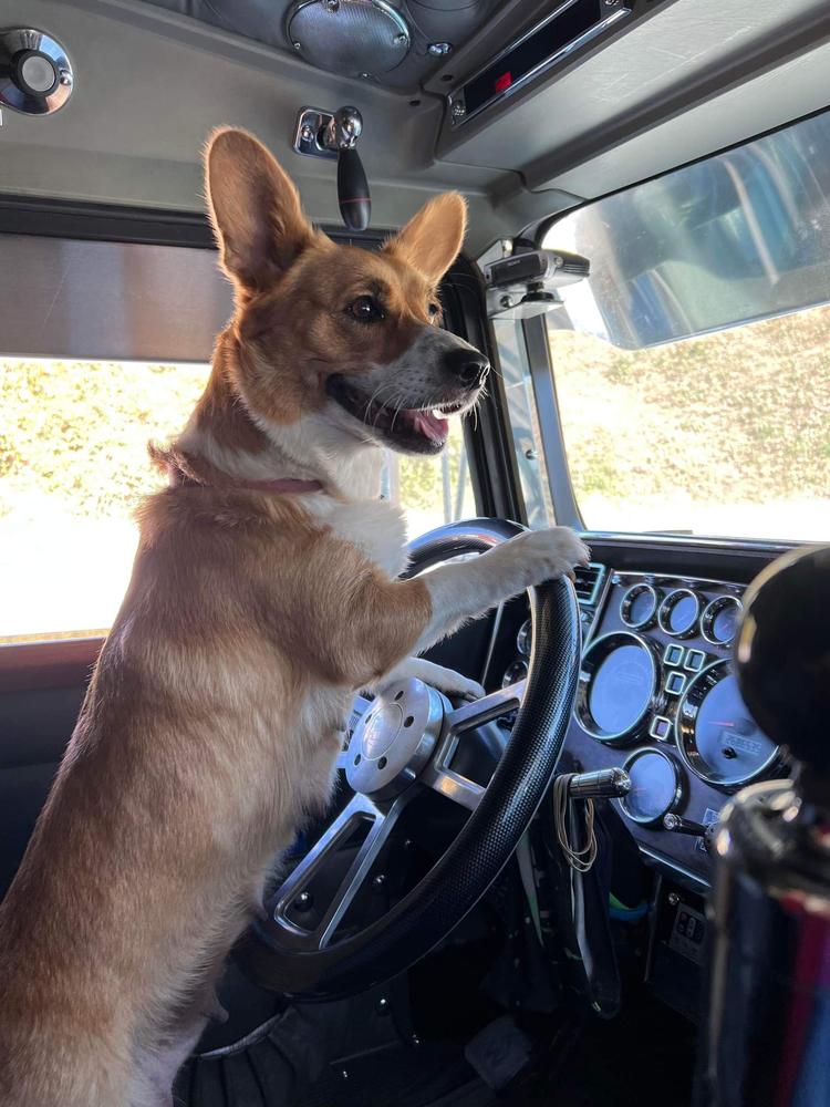 Cali X | Pembroke Welsh Corgi 