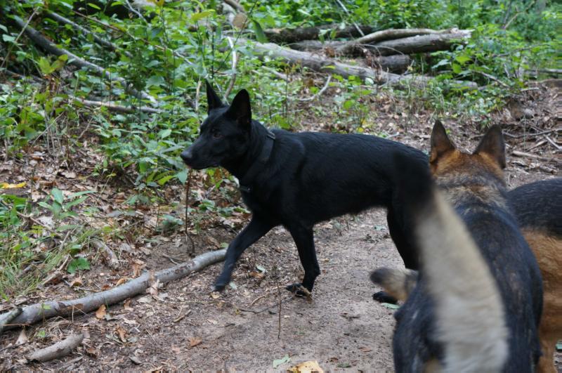 LUNA KRAFTWERK VON PONER | German Shepherd Dog 