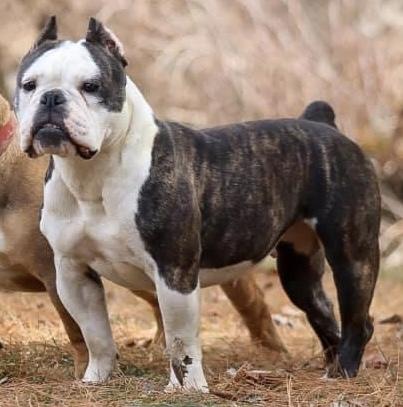 MEB’s Lava | Olde English Bulldogge 