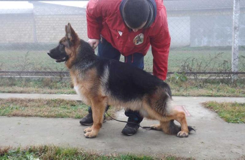 Bull Vovs Backa Muppet | German Shepherd Dog 