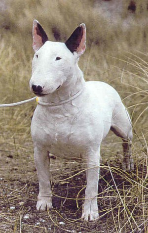 Kilacabar Kontinental | Bull Terrier 