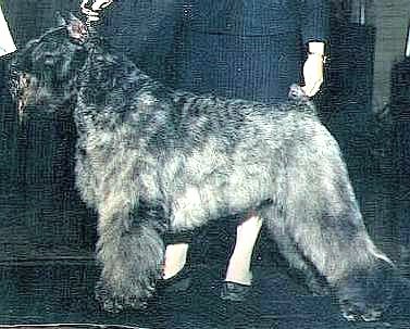 Barbu's Decisionmaker of Amadee | Bouvier des Flandres 