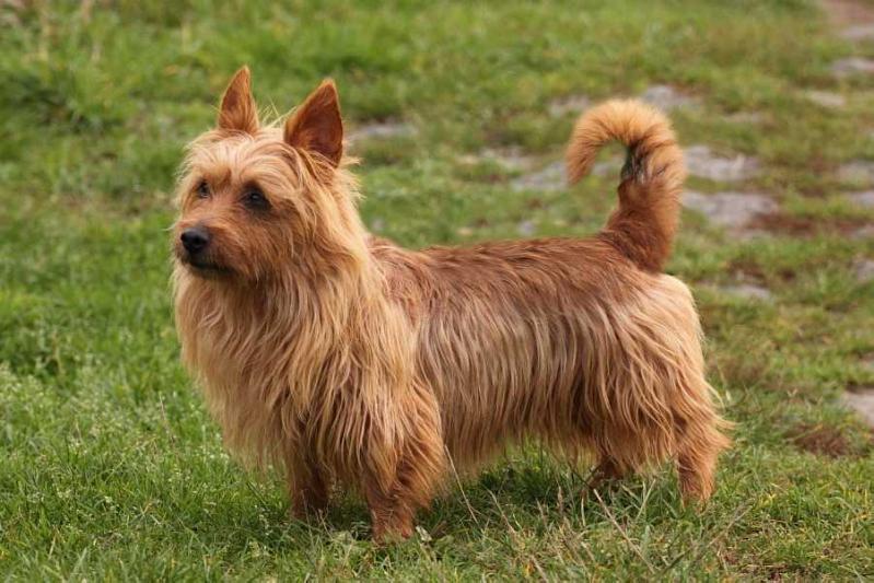 Nicolas van het Wachthuis | Australian Terrier 