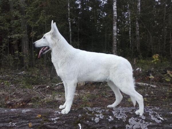 Joker of Angelotti | White Swiss Shepherd Dog 