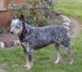 Lakotas Mystic Dreamer | Australian Cattle Dog 