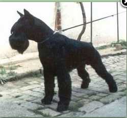 RICKS DE PICHERA | Giant Schnauzer 