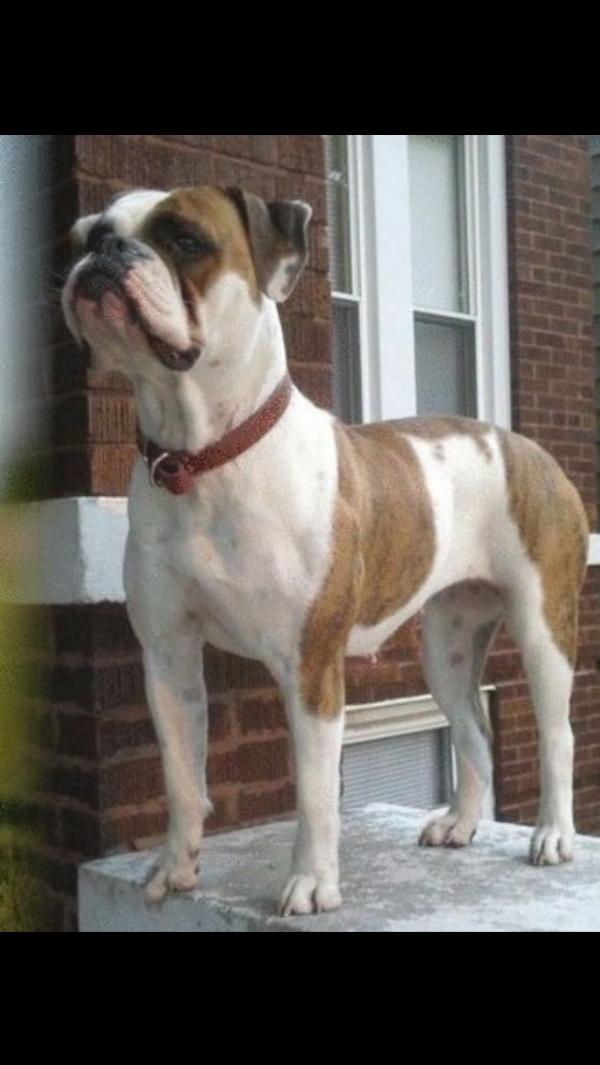 Band of Bullies Roxy | Olde English Bulldogge 