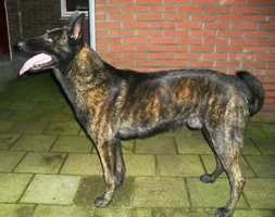 Igor  (Dhr. M Godding) | Dutch Shepherd 