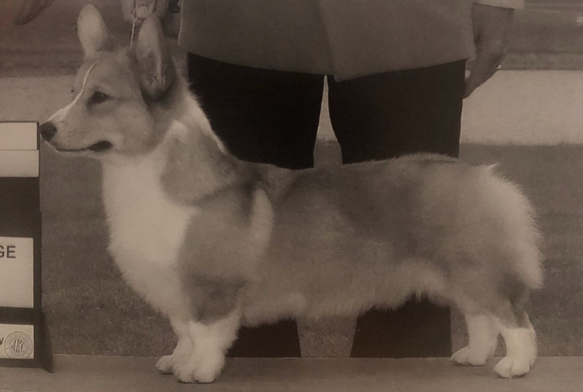 Hideaway's The Last D.J. | Pembroke Welsh Corgi 
