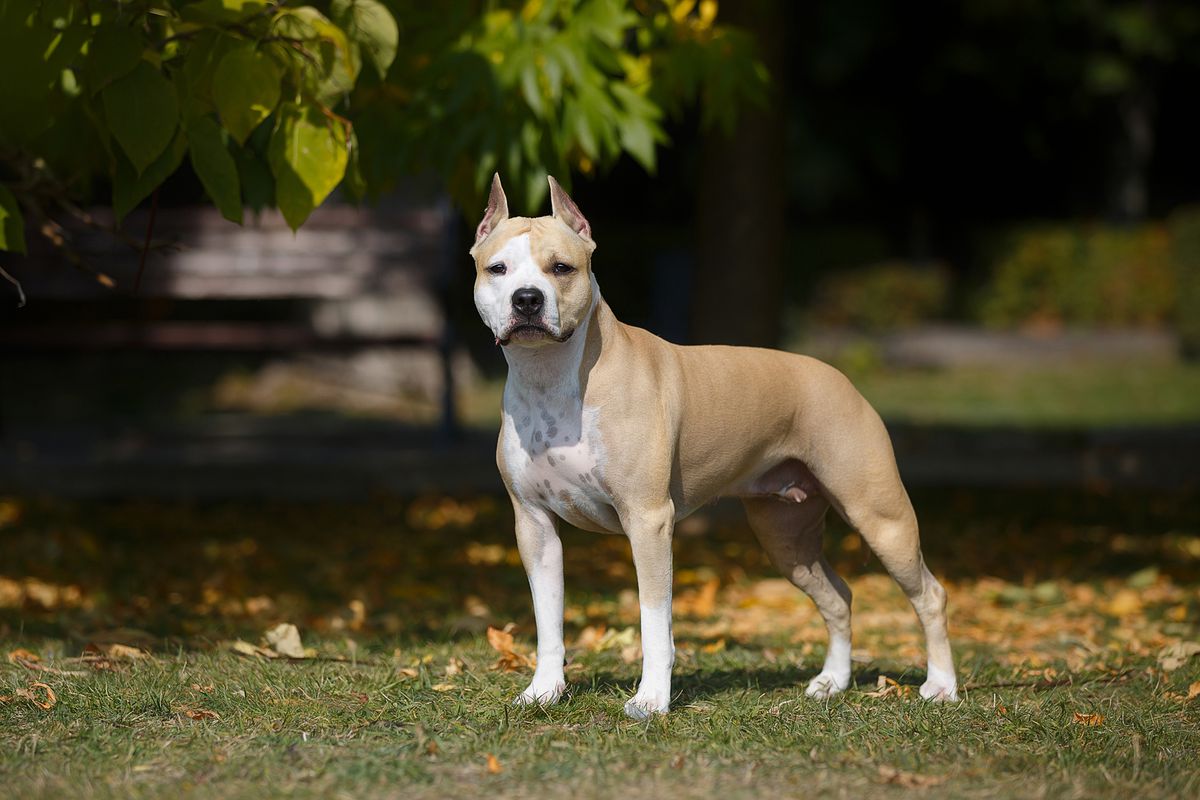Magnolia Iz Doma Lankaster | American Staffordshire Terrier 