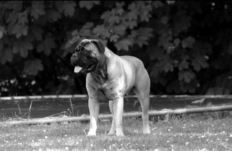 Serup´s Ice Manfred | Bullmastiff 