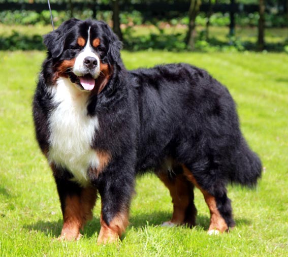 Yoyo van'T rijkenspark | Bernese Mountain Dog 