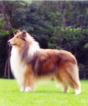 Deep River Magnat Born For Triumph | Rough Collie 
