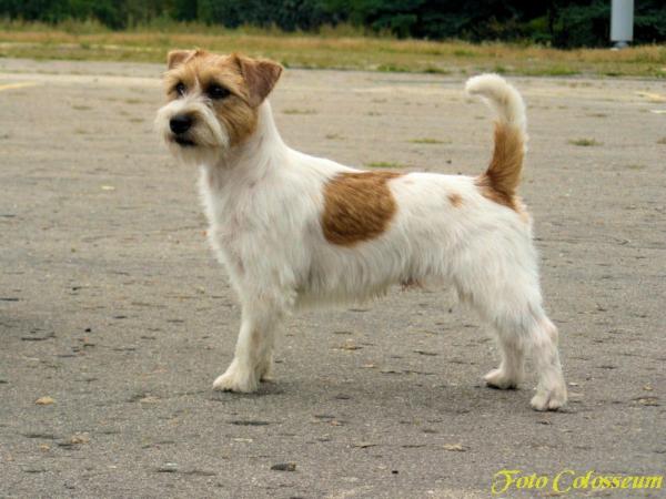 Lantaka IVOR | Jack Russell Terrier 