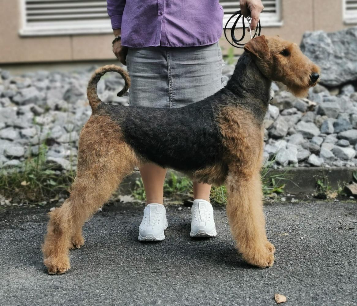 Aire Alpha HoneyBee | Airedale Terrier 