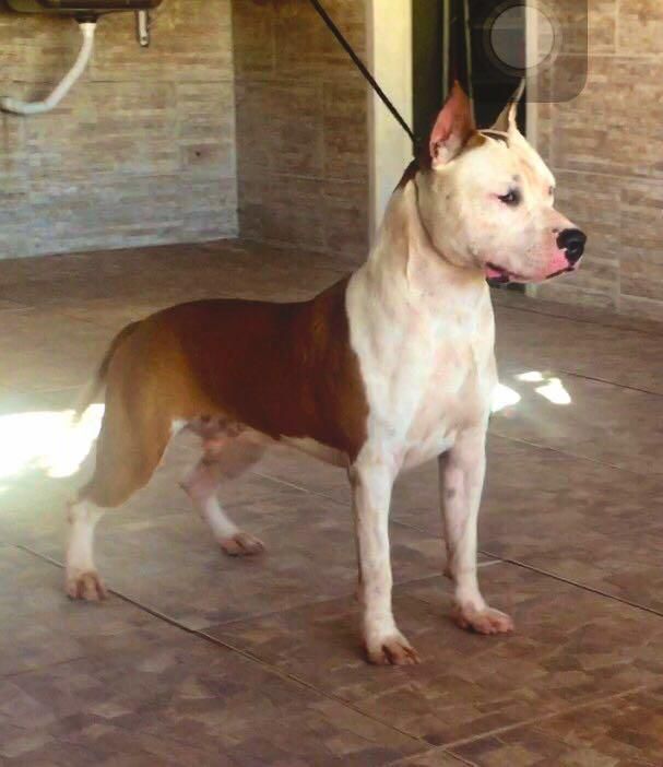 Brazilian Black Belt Show | American Staffordshire Terrier 