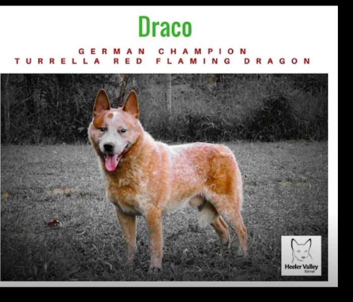 TURRELLA RED FLAMING DRAGON | Australian Cattle Dog 