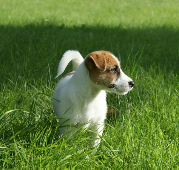 Snow Blues Nordic Margarita | Jack Russell Terrier 