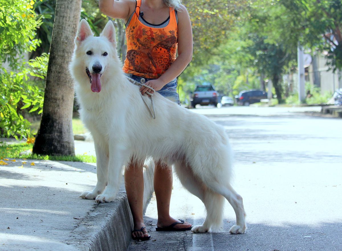 NETUNO VON TAGLISCHINDORF | White Swiss Shepherd Dog 