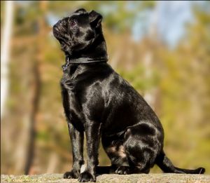 Anegerdens Black Demgo Dibba | Brussels Griffon 