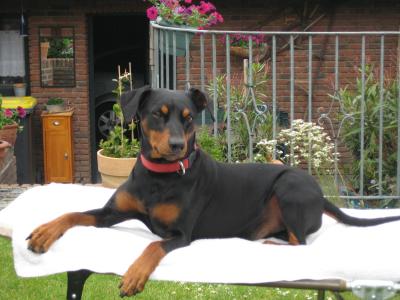 Arthos-Eyk von der Schwalmaue | German Pinscher 