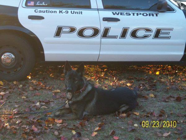 Luke von Schöne Stadt | German Shepherd Dog 